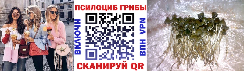 Купить закладки  Людиново  Псилоцибиновые грибы GOLDEN TEACHER 